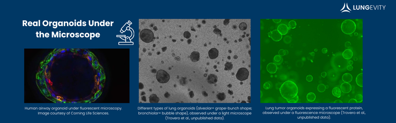 real organoids under the microscope